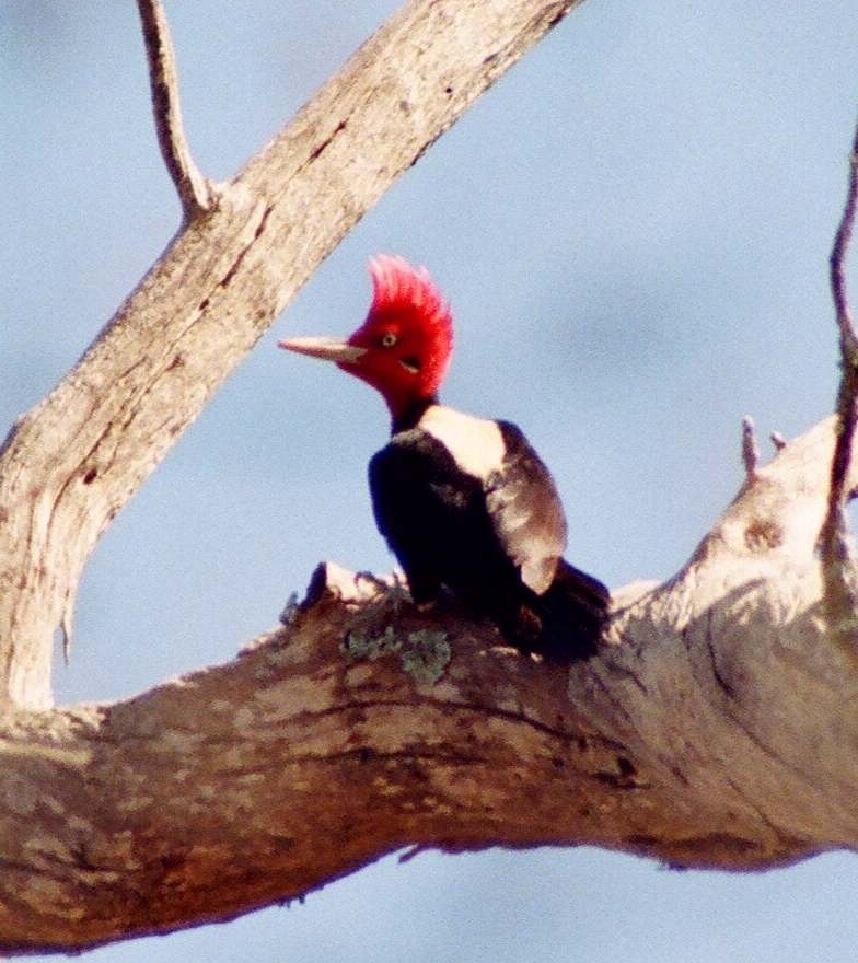 Carpintero negro de dorso blanco (Es) / Siw'uk (Wi), (Campephilus leucopogon)