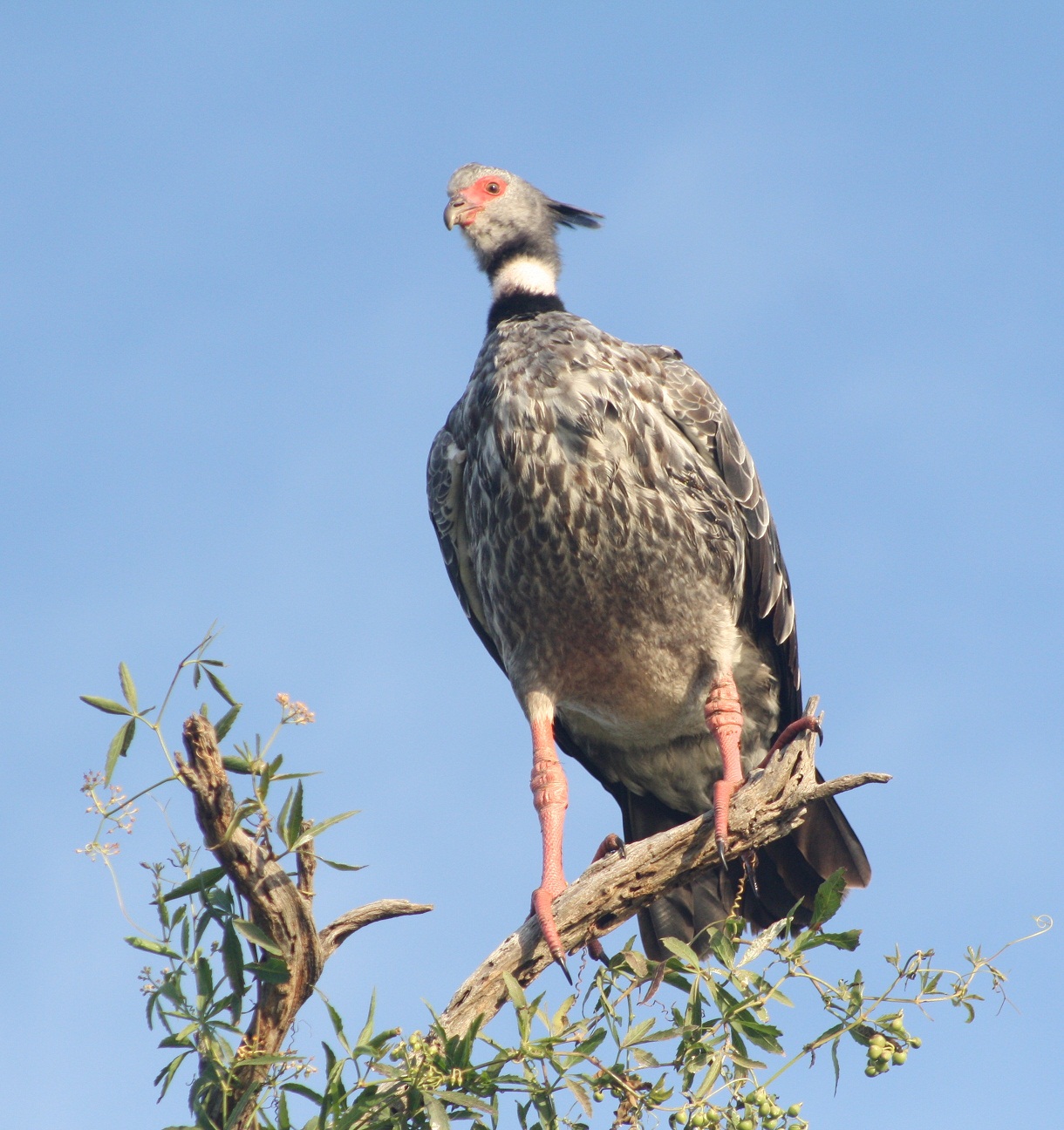 Chajá (Es) / Tsohok (Wi), (Chauna torquata)