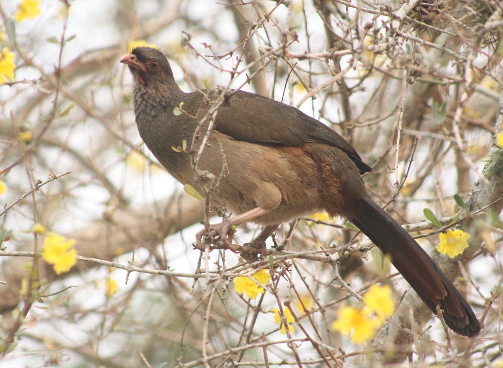 Charata (Es) / Sitofwe (Wi), (Ortalis canicollis)