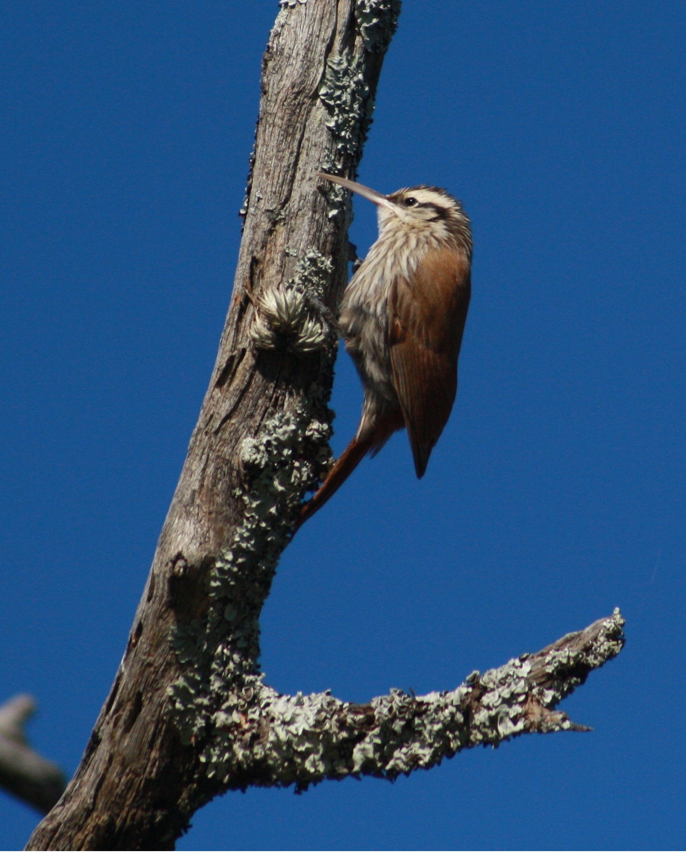 Chinchero chico (Es) / Fwitson'i (Wi), (Lepidocolaptes angustirostris)