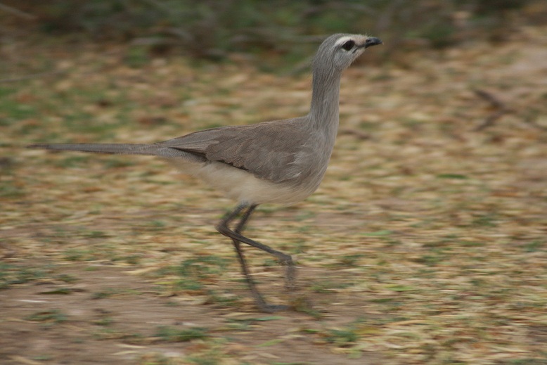Chuña de patas negras (Es) / Nech'e (Wi), (Chunga burmeisteri)