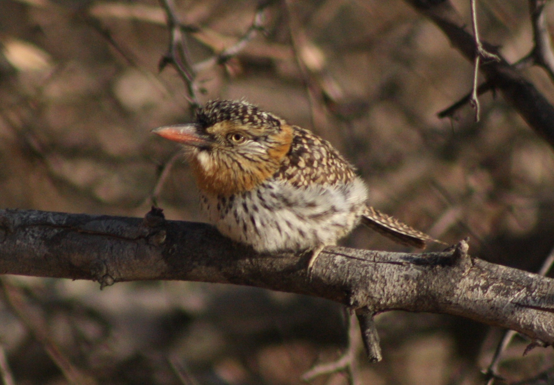 Durmilí (Es) / Siwutofwe (Wi), (Nystalus maculatus)