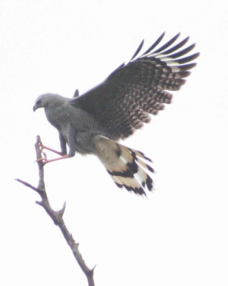Gavilán patas largas (Es) / Wun'a wemek (Wi), (Geranospiza caerulensces)