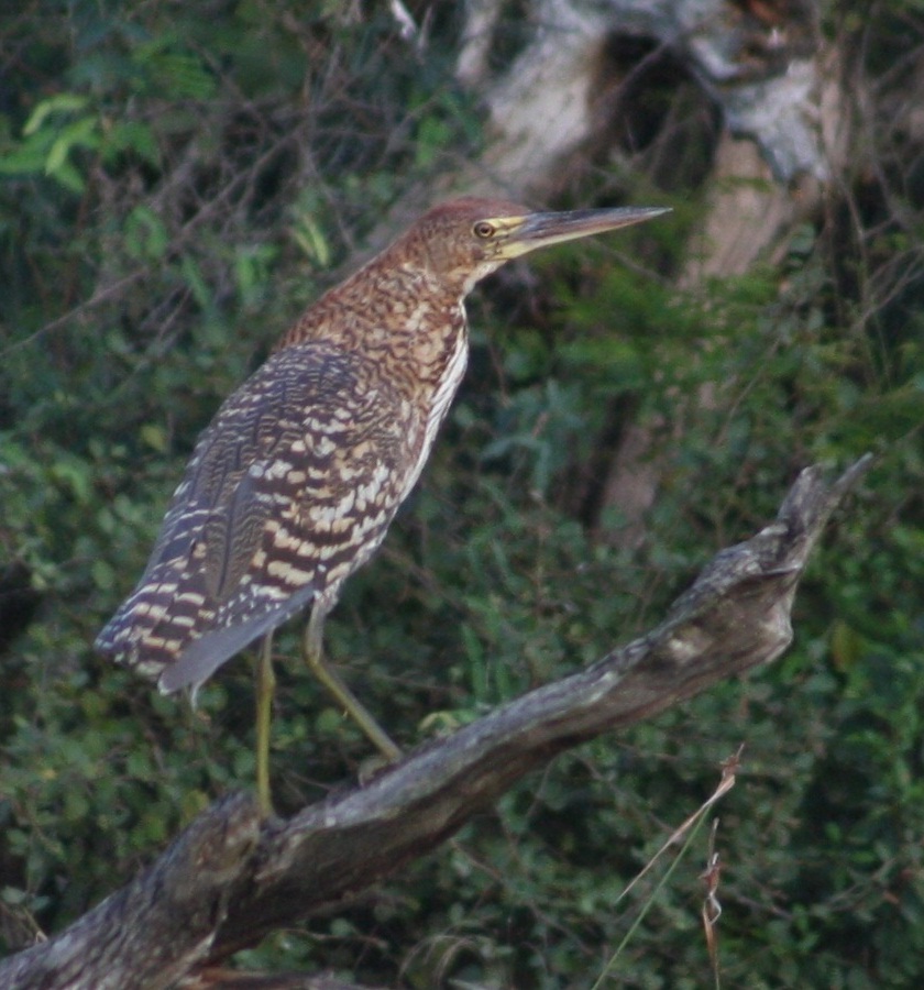 Hocó colorado (Es) / Pemtaj (Wi), (Trigrisoma lineatum)