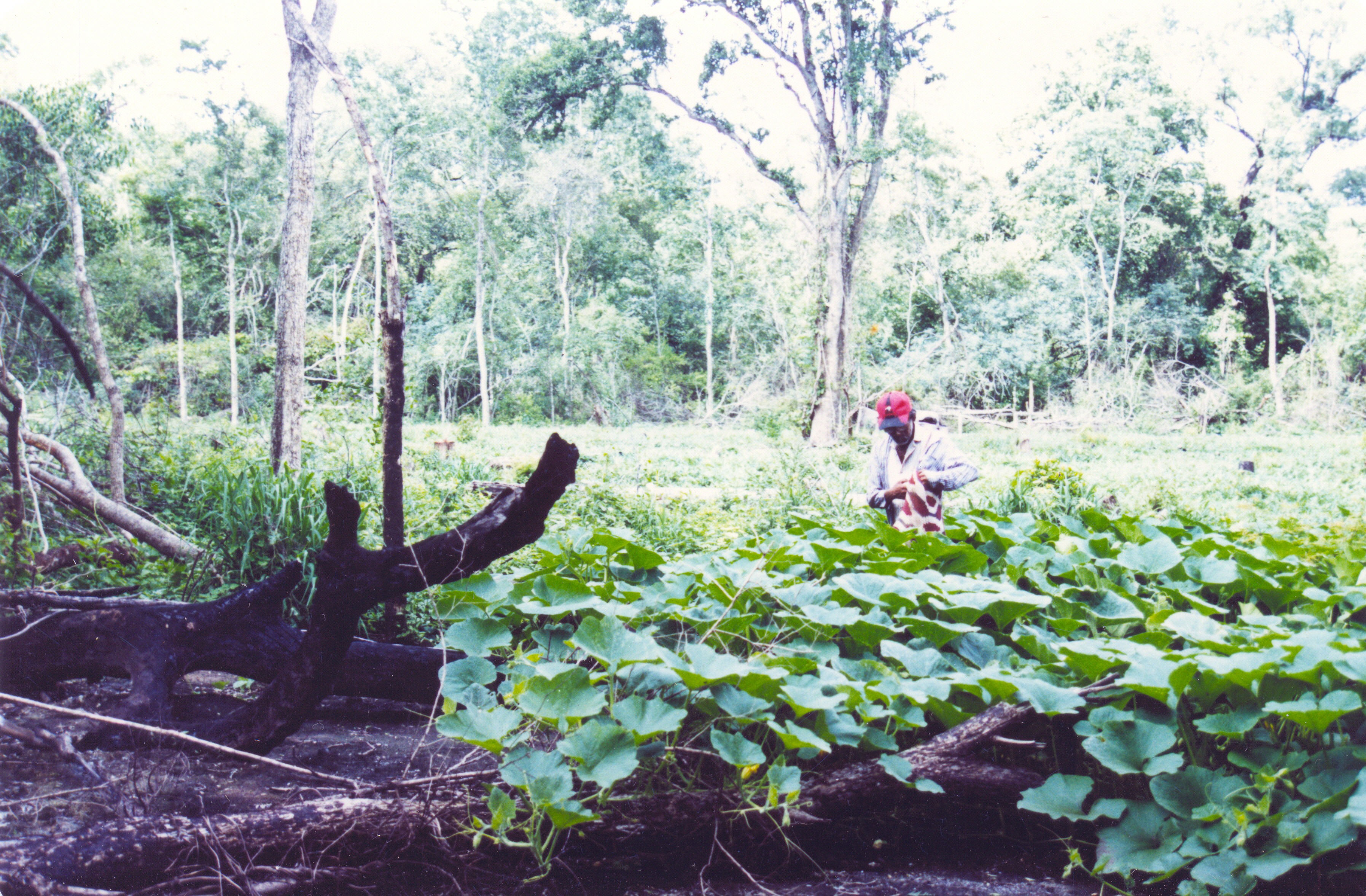 Luhnais (Hoktek T'oi 2004)