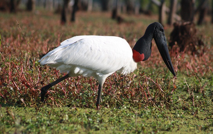 Jabirú (Es) / Putsaj (Wi), (Jabiru mycteria)
