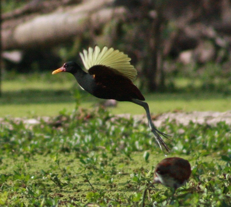 Jacana (Es) / Yek-yek (Wi), (Jacana jacana)