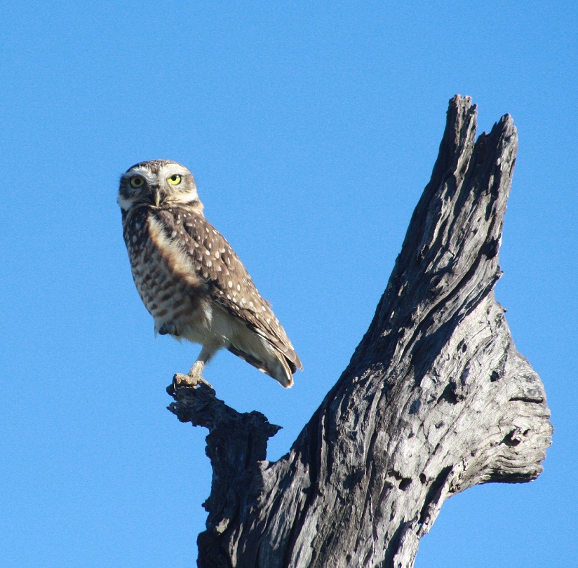 Lechucita de las vizcacheras (Es) / Amyolo (Wi), (Athene cunicularia)