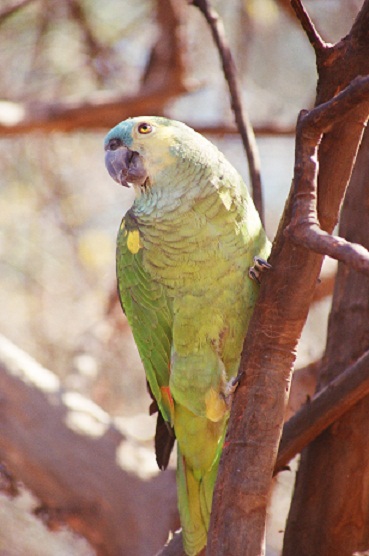 Loro hablador (Es) / Ele (Wi), (Amazona aestiva)