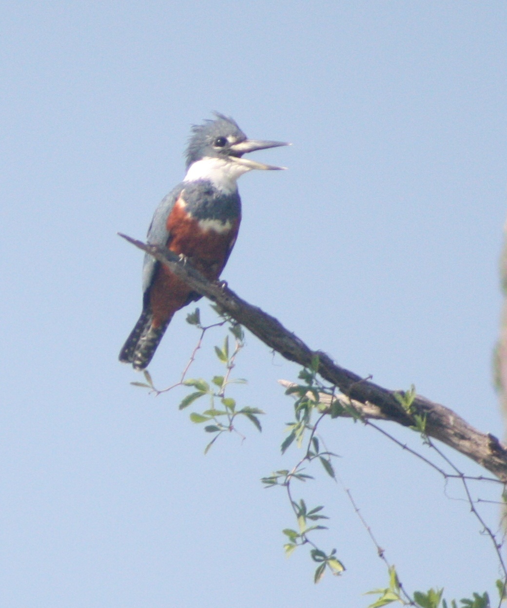 Martín pescador grande (Es) / Kajtet (Wi), (Ceryle torquata)