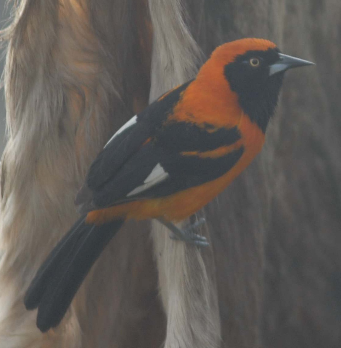 Matico (Es) / Ponho' (Wi), (Icterus croconotus)