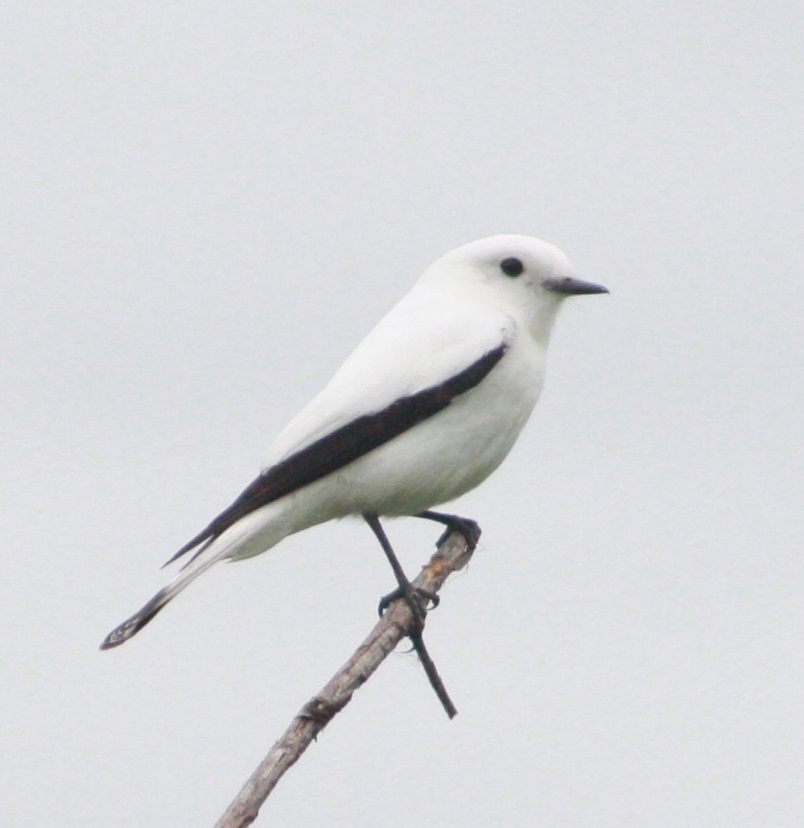 Monjita blanca (Es) / Lhelht'oj (Wi), (Xolmis irupero)