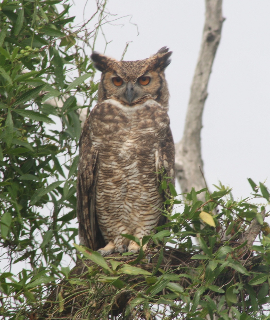 Ñacurutú (Es) / Chilechekw (Wi), (Bubo virginianus)