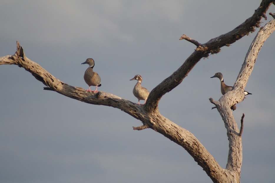 Pato de collar (Es) / Yelen'i (Wi), (Anas leucophrys)