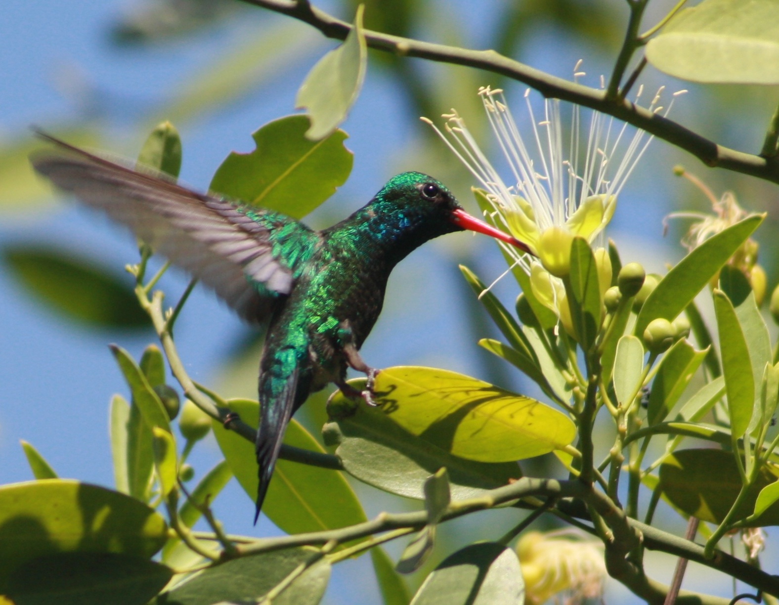 Picaflor verde común (Es) / Ts'enaj (Wi), (Chlorostilbon aureoventris)
